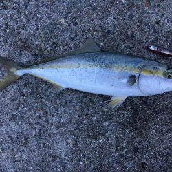 ショアジギング