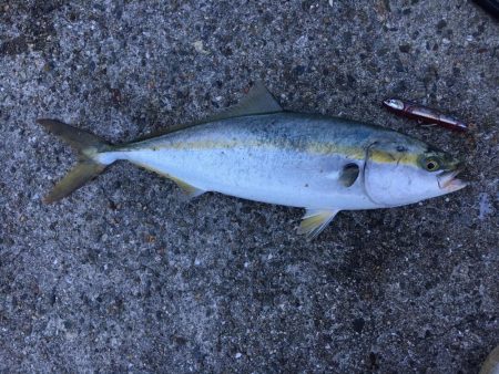 ショアジギング