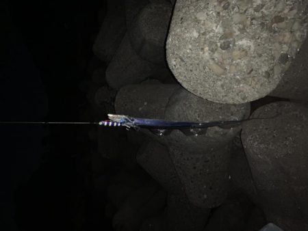 タチウオ入れ食いでした！