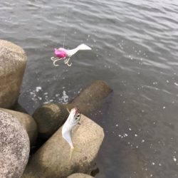 淀川のシーバス