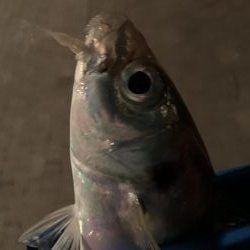 太刀魚調査からのぉ〜