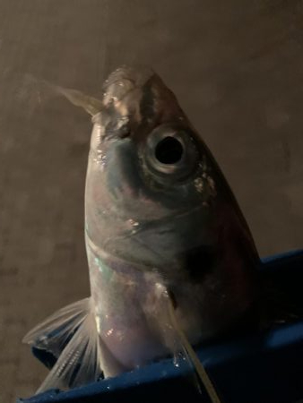 太刀魚調査からのぉ〜