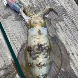 大潮撃渋エギング