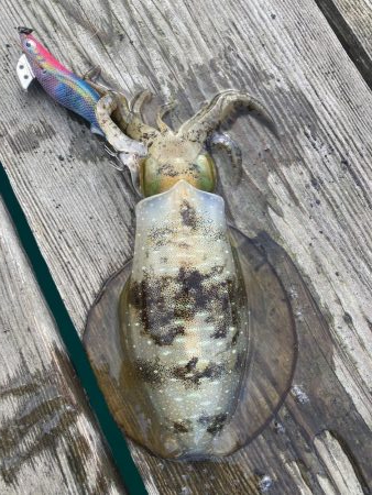 大潮撃渋エギング