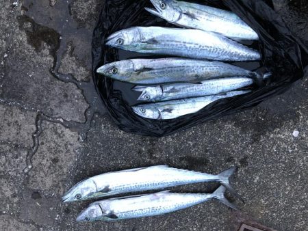 大潮チャレンジ