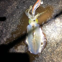 2020 佐渡ヶ島エギング 33回目