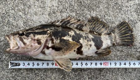 メバリング&LSJ！