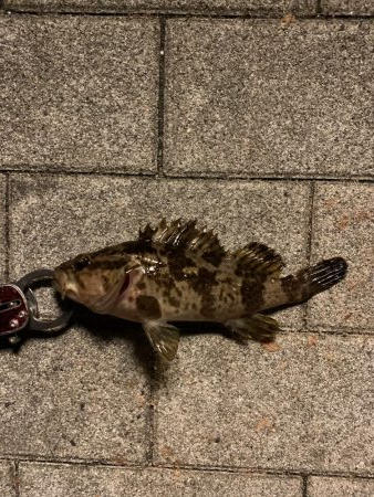 南港シーサイドコスモ