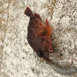 オフショア釣果報告