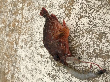 オフショア釣果報告