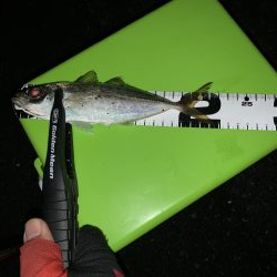 アジングは楽しい♪