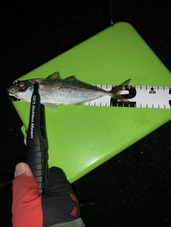 アジングは楽しい♪