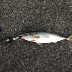 つばすとさごし