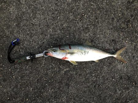 つばすとさごし