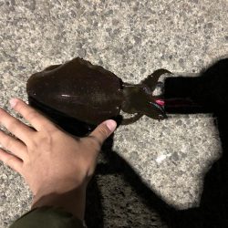 シャクリの練習