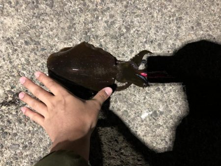 シャクリの練習