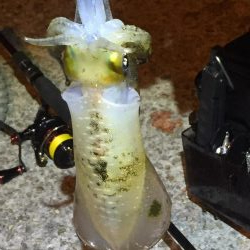 アオリ求めて垂水〜加古川