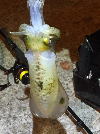 アオリ求めて垂水〜加古川