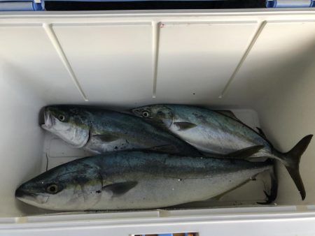 やっとハマチが釣れた