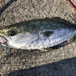 メジロ釣れたー