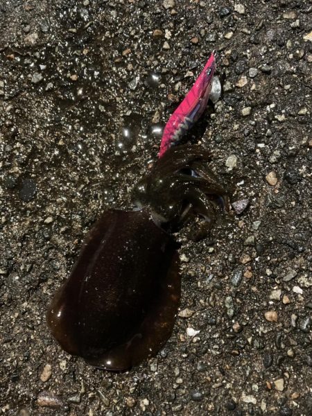 大きくなってます！