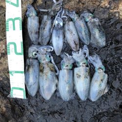 2020 佐渡ヶ島エギング 20回目