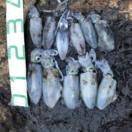 2020 佐渡ヶ島エギング 20回目