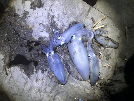 久しぶりのエギング