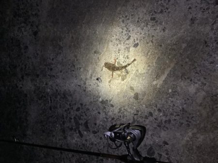 さ、寒い！(釣果も) が、ガシラは裏切らない。