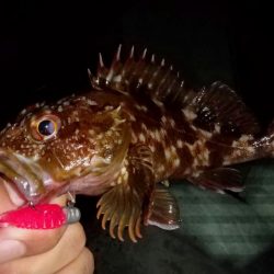 河口のライトゲーム