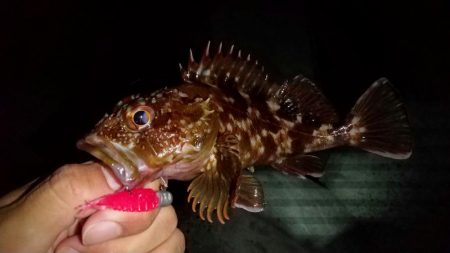 河口のライトゲーム