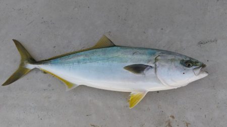 ジギングでハマチサイズ