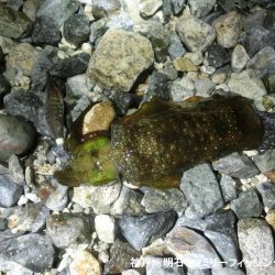 息子のエギングデビューはタコのオマケ付き