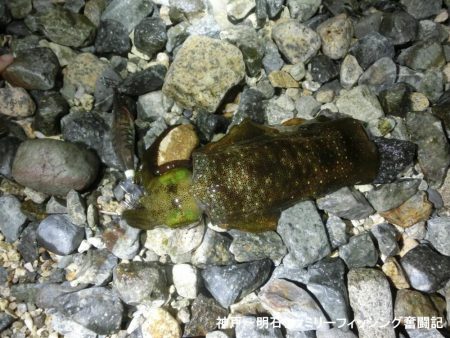 息子のエギングデビューはタコのオマケ付き