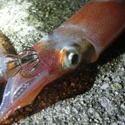 この時期にケンサキイカ