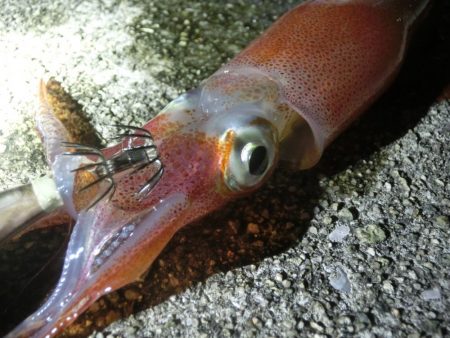 この時期にケンサキイカ