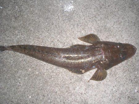 久しぶりの釣り