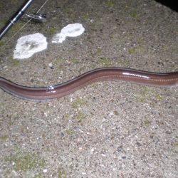 家族で五目釣り