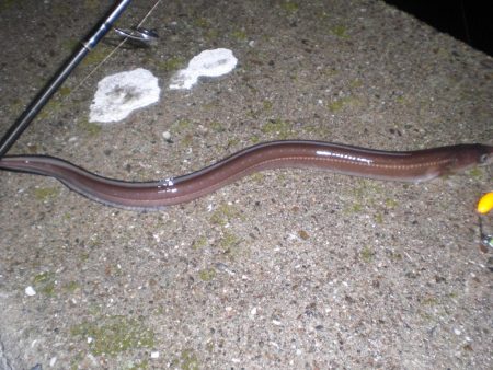 家族で五目釣り