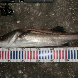 雨後のシーバス