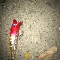 シーバス釣りパート2