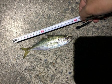 アオリイカ狙いでしたが…