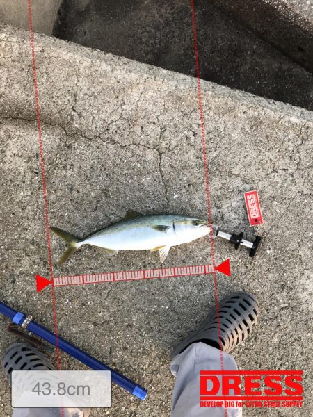 10月12日神戸トップで青物