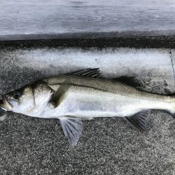 港湾岸ジギまだいけます