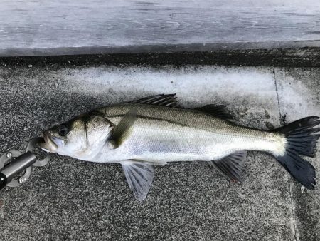 港湾岸ジギまだいけます