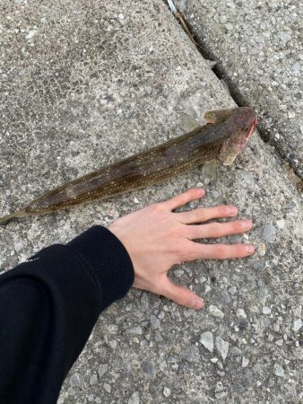 貝塚人工島 ショアジギ