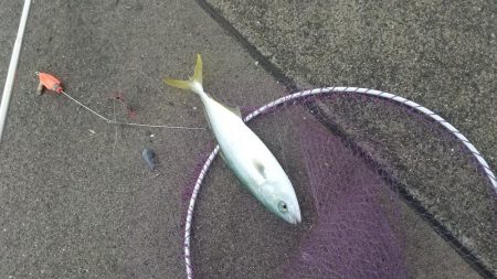 ワカシとメッキが釣れました。