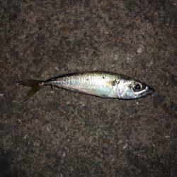 ATCで太刀魚狙いましたが不発に終わりました。