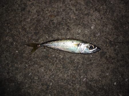 ATCで太刀魚狙いましたが不発に終わりまし…