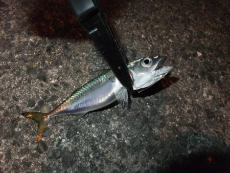 久々のアジング